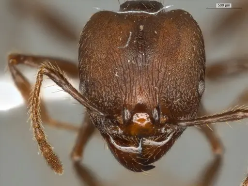 Pheidole biconstricta - ECOFOG-IT14-0155-24-S