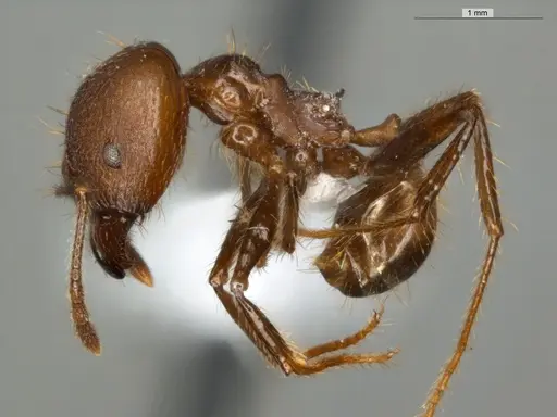 Pheidole biconstricta - ECOFOG-IT14-0155-24-S