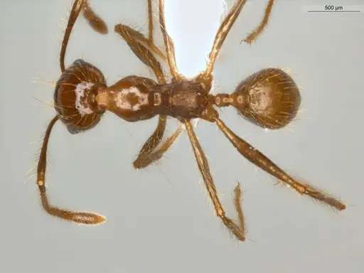 Pheidole biconstricta - ECOFOG-IT14-0155-24