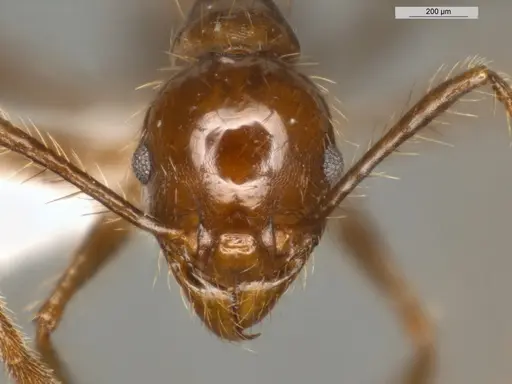 Pheidole biconstricta - ECOFOG-IT14-0155-24