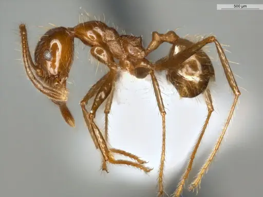 Pheidole biconstricta - ECOFOG-IT14-0155-24