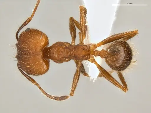 Pheidole biconstricta - ECOFOG-SL13-0127-19-S
