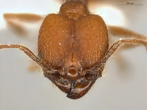 Pheidole biconstricta - ECOFOG-SL13-0127-19-S