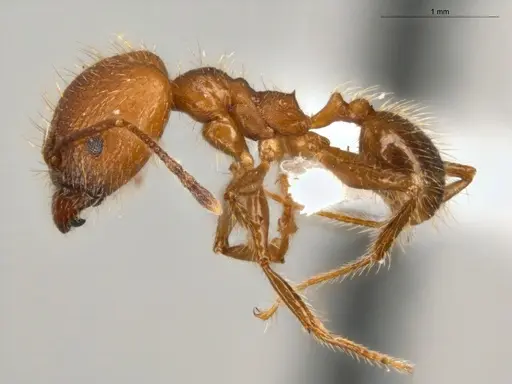 Pheidole biconstricta - ECOFOG-SL13-0127-19-S