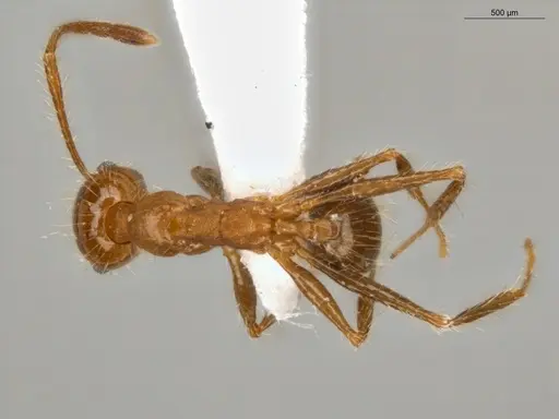 Pheidole biconstricta - ECOFOG-SL13-0127-19