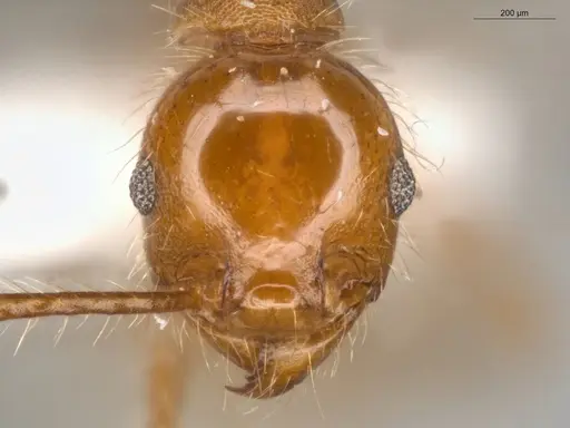 Pheidole biconstricta - ECOFOG-SL13-0127-19