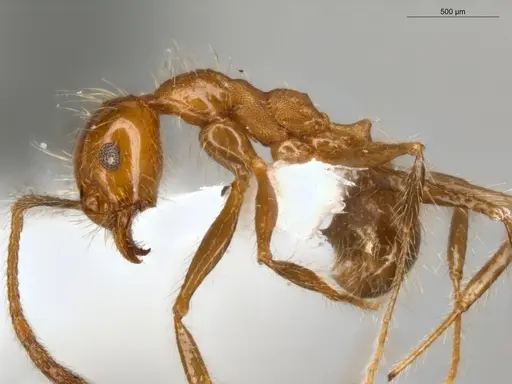 Pheidole biconstricta - ECOFOG-SL13-0127-19