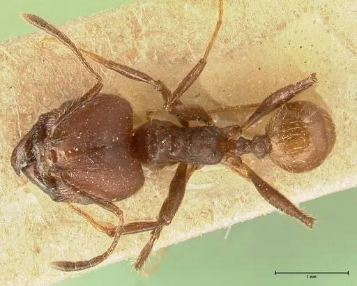 Pheidole biconstricta - FOCOL1426