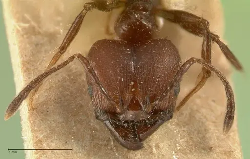 Pheidole biconstricta - FOCOL1426