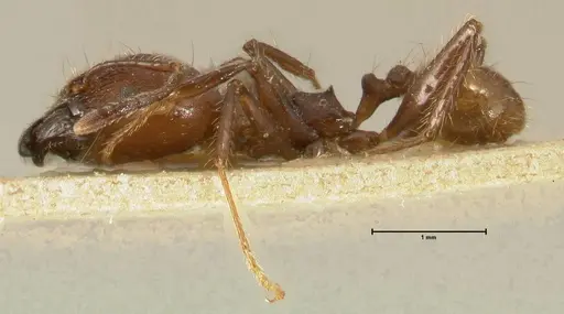 Pheidole biconstricta - FOCOL1426