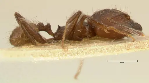 Pheidole biconstricta - FOCOL1426