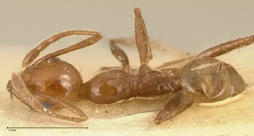 Pheidole biconstricta - FOCOL1427