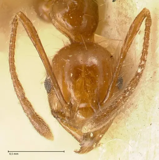 Pheidole biconstricta - FOCOL1427