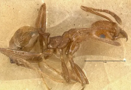 Pheidole biconstricta - FOCOL1427