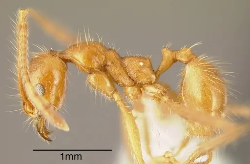 Pheidole biconstricta - INBIOCRI001281888