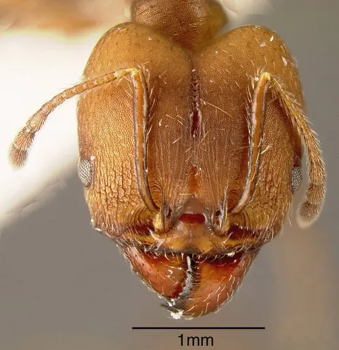 Pheidole biconstricta - INBIOCRI002272024