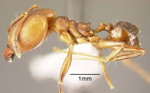 Pheidole biconstricta - INBIOCRI002272024