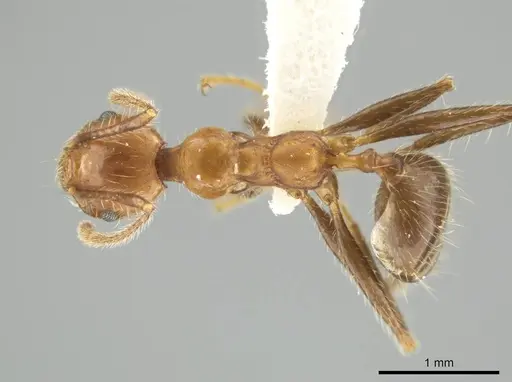 Pheidole biconstricta - INBIOCRI002279529