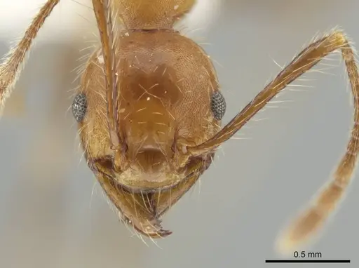 Pheidole biconstricta - INBIOCRI002279529