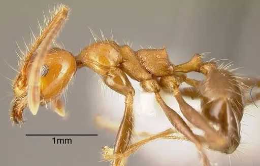 Pheidole biconstricta - INBIOCRI002279529