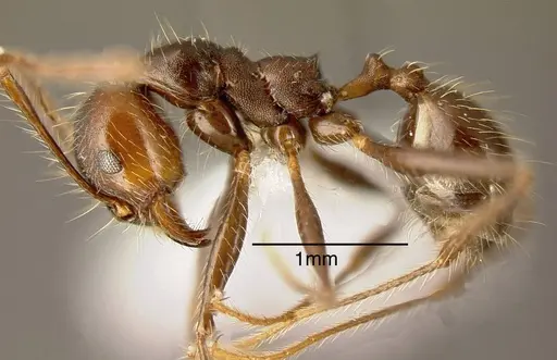 Pheidole biconstricta - JTLC000001479