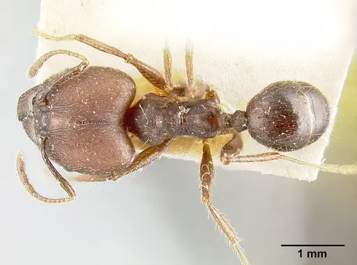 Pheidole biconstricta - JTLC000014066