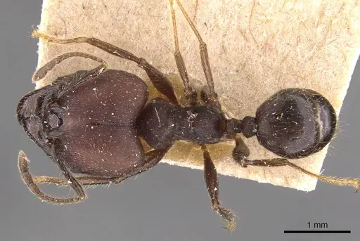 Pheidole biconstricta - JTLC000014066