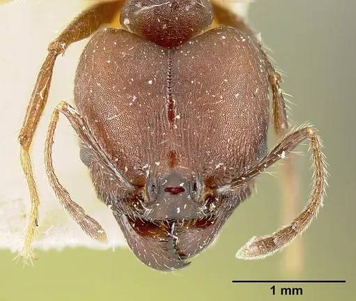 Pheidole biconstricta - JTLC000014066