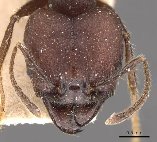 Pheidole biconstricta - JTLC000014066