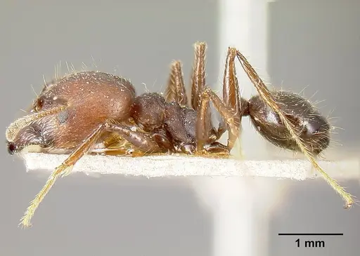 Pheidole biconstricta - JTLC000014066