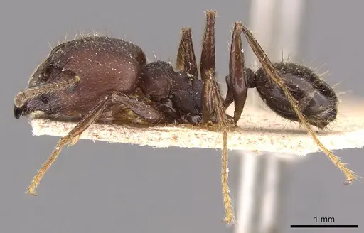 Pheidole biconstricta - JTLC000014066