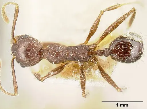 Pheidole biconstricta - JTLC000014067