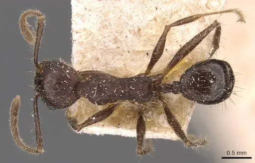 Pheidole biconstricta - JTLC000014067
