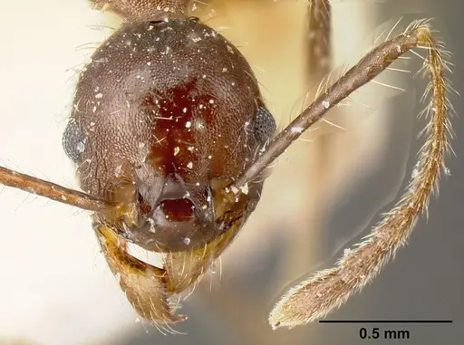 Pheidole biconstricta - JTLC000014067
