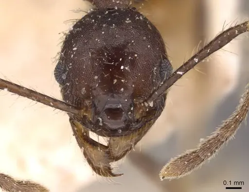 Pheidole biconstricta - JTLC000014067