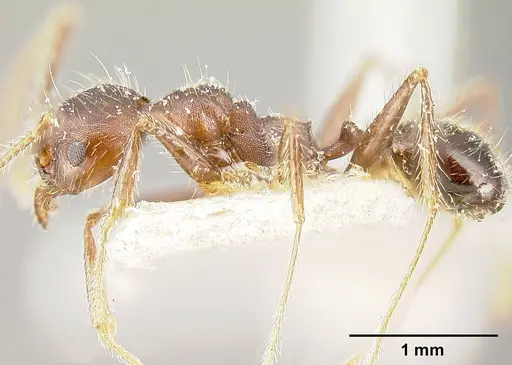 Pheidole biconstricta - JTLC000014067
