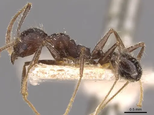 Pheidole biconstricta - JTLC000014067