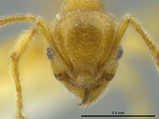 Pheidole bicornis specimen
