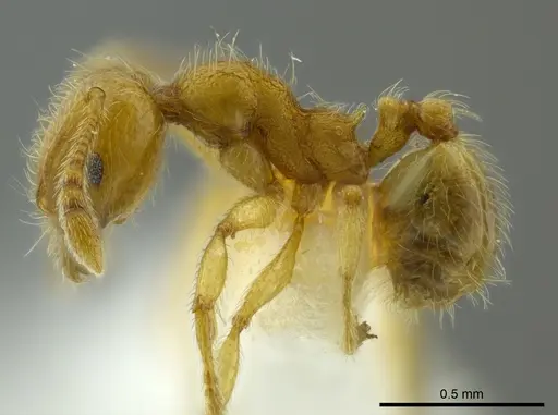Pheidole bicornis specimen