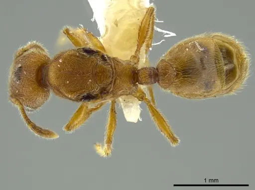 Pheidole bicornis - CASENT0625442