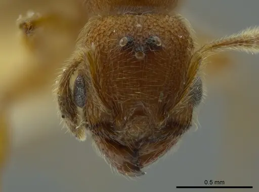 Pheidole bicornis - CASENT0625442