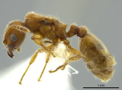 Pheidole bicornis - CASENT0625442