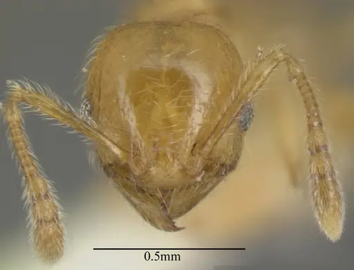 Pheidole bicornis - CASENT0635437