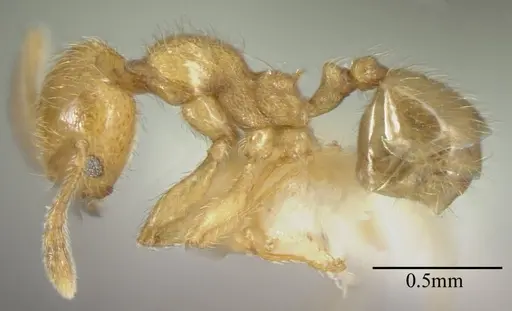 Pheidole bicornis - CASENT0635437