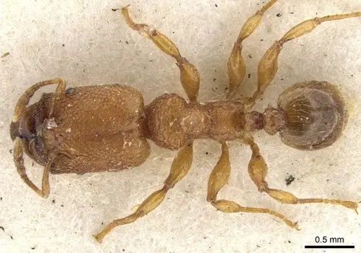 Pheidole bicornis - CASENT0901584