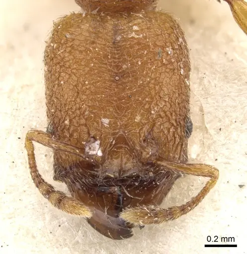 Pheidole bicornis - CASENT0901584