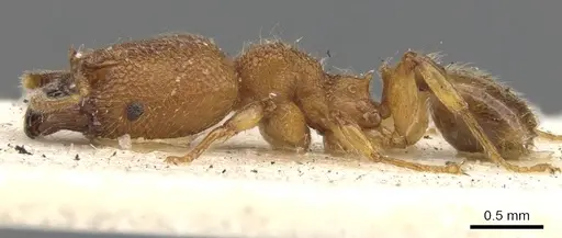 Pheidole bicornis - CASENT0901584