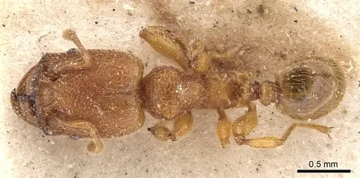 Pheidole bicornis - CASENT0908308