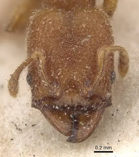 Pheidole bicornis - CASENT0908308