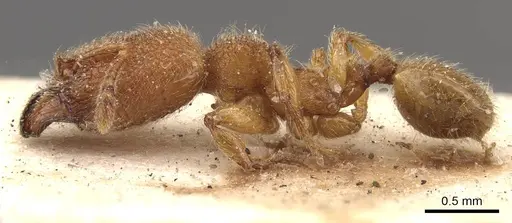 Pheidole bicornis - CASENT0908308